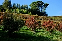 San damiano d'Asti - Colori d'autunno 2009_18